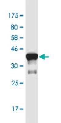 Western Blot: ASCL3 Antibody (2F8) [H00056676-M02-100ug]