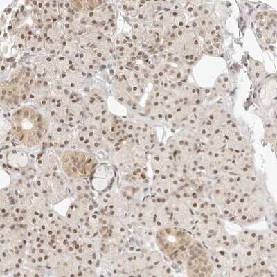 Immunohistochemistry-Paraffin: ASCL3 Antibody [NBP1-88635]