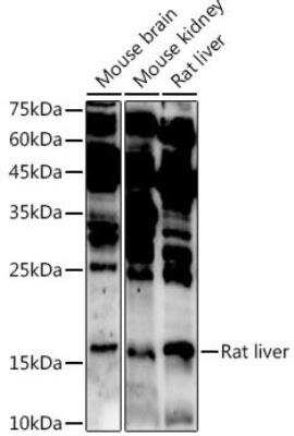 Western Blot: ASCL4 AntibodyAzide and BSA Free [NBP2-92741]