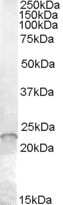 Western Blot: ASF1a Antibody [NB100-93376]