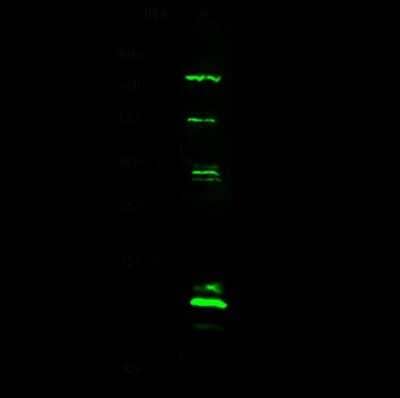 Western Blot: ASF1a Antibody [NBP2-98775]