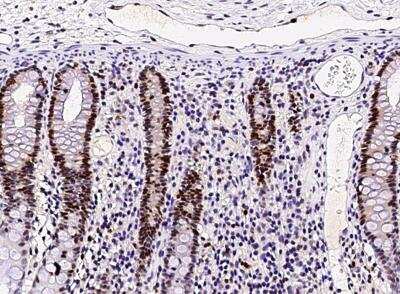 Immunohistochemistry-Paraffin: ASF1b Antibody (002) [NBP2-90278]