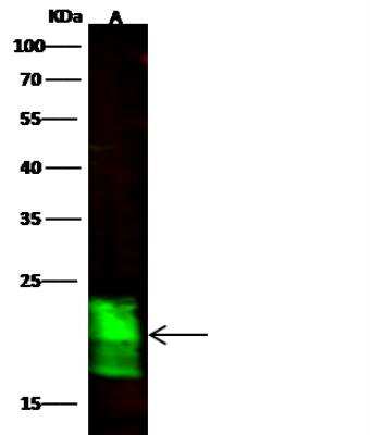 Western Blot: ASF1b Antibody (004) [NBP2-90279]