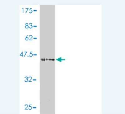 Western Blot: ASF1b Antibody (4D5-2C2) [H00055723-M01]