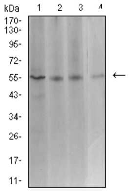 Western Blot: ASF1b Antibody (6G7G4)BSA Free [NBP2-61684]