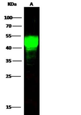 Western Blot: ASGPR1 Antibody (021) [NBP2-89636]