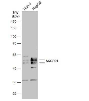 Western Blot: ASGPR1 Antibody [NBP2-15489]