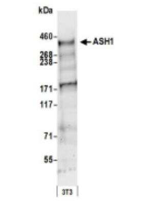 Western Blot: ASH1 Antibody [NB100-93290]