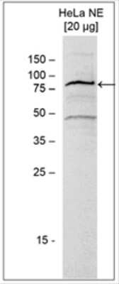 Western Blot: ASH2L Antibody [NBP3-18668]