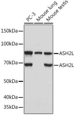 Western Blot: ASH2L Antibody (10B6U5) [NBP3-16505]