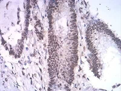 Immunohistochemistry-Paraffin: ASH2L Antibody (6F6B9) - BSA Free [NBP2-61685]