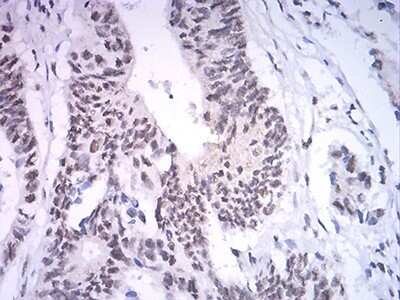 Immunohistochemistry-Paraffin: ASH2L Antibody (6F6B9) - BSA Free [NBP2-61685]