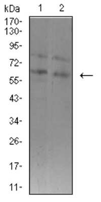 Western Blot: ASH2L Antibody (6F6B9)BSA Free [NBP2-61685]