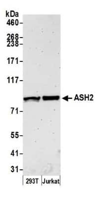 Western Blot: ASH2L Antibody [NB600-250]