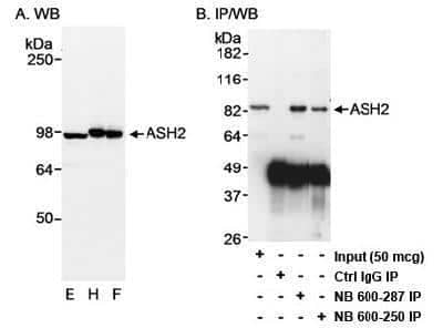 Western Blot: ASH2L Antibody [NB600-281]