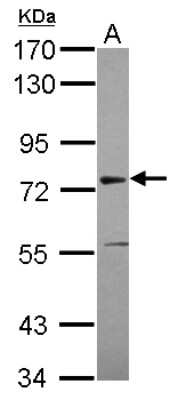 Western Blot: ASH2L Antibody [NBP2-15488]