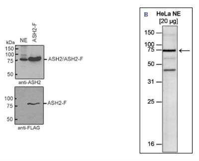 Western Blot: ASH2L Antibody [NBP3-18639]