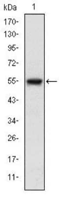 Western Blot: ASK1 Antibody (2E4)BSA Free [NBP2-37592]