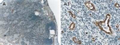 Immunohistochemistry-Paraffin: ASK1 Antibody [NB100-56077]