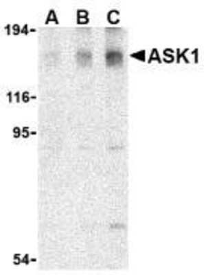 Western Blot: ASK1 AntibodyBSA Free [NBP1-76674]