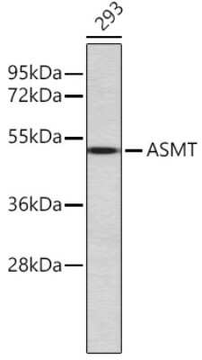 Immunohistochemistry-Paraffin: ASMT Antibody - Azide and BSA Free [NBP2-92845]