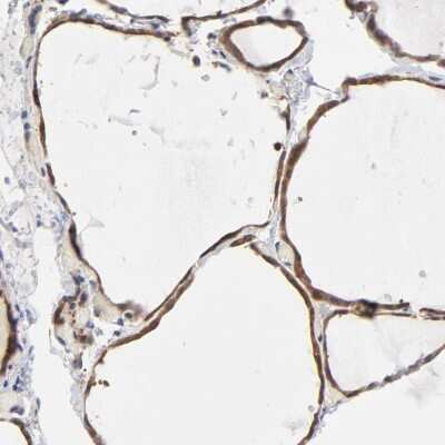 Immunohistochemistry-Paraffin: ASMTL Antibody [NBP1-86154]