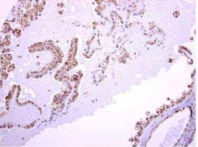 Immunohistochemistry-Paraffin: ASMTL Antibody [NBP2-15490]