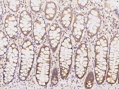 Immunohistochemistry-Paraffin: ASMTL Antibody [NBP2-97878]