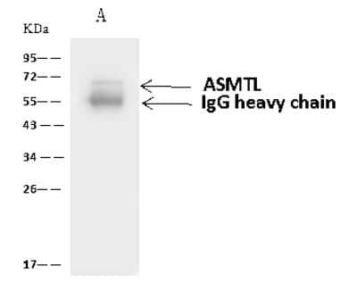 Immunoprecipitation: ASMTL Antibody [NBP2-97916]