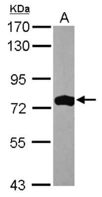 Western Blot: ASMTL Antibody [NBP2-15490]