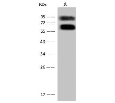 Western Blot: ASMTL Antibody [NBP2-97916]