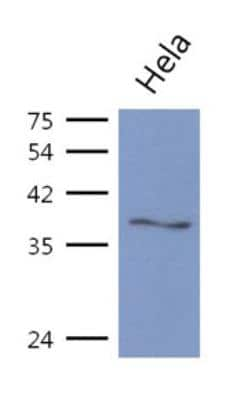 Western Blot: ASNA1 Antibody (2A1)BSA Free [NBP2-42661]