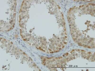 Immunohistochemistry-Paraffin: ASNA1 Antibody (2H3) [H00000439-M03]
