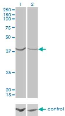 Western Blot: ASNA1 Antibody (2H3) [H00000439-M03]