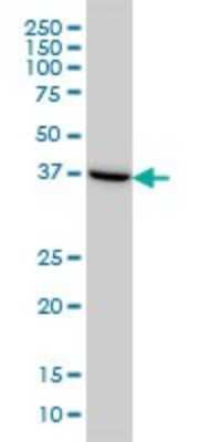 Western Blot: ASNA1 Antibody (2H3) [H00000439-M03]