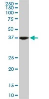 Western Blot: ASNA1 Antibody (2H3) [H00000439-M03]
