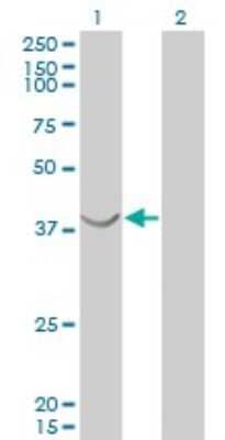 Western Blot: ASNA1 Antibody (2H3) [H00000439-M03]