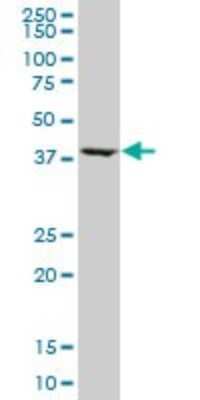 Western Blot: ASNA1 Antibody (5A3) [H00000439-M02]