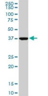 Western Blot: ASNA1 Antibody (5A3) [H00000439-M02]