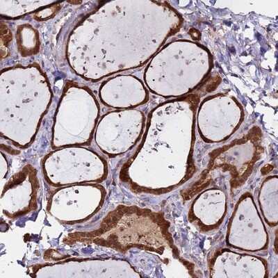Immunohistochemistry-Paraffin: ASNA1 Antibody [NBP2-14324]