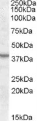 Western Blot: ASNA1 Antibody [NBP1-20889]