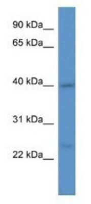 Western Blot: ASNA1 Antibody [NBP1-79796]