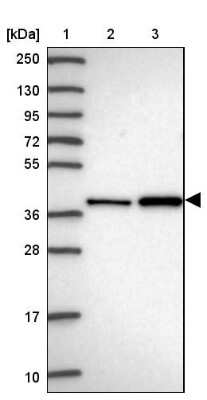 Western Blot: ASNA1 Antibody [NBP2-14324]