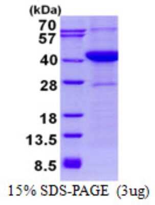 SDS-PAGE: Recombinant Human ASNA1 His Protein [NBP2-22694]