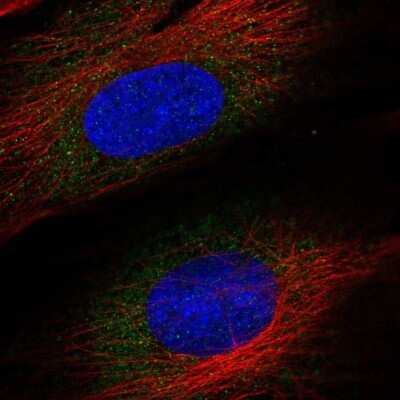 Immunocytochemistry/ Immunofluorescence: ASNSD1 Antibody [NBP2-57925]