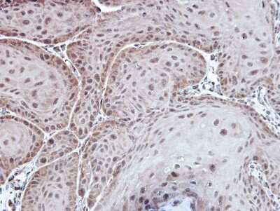 Immunohistochemistry-Paraffin: ASPA Antibody [NBP1-31754]