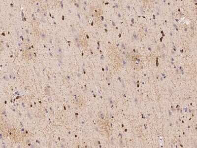 Immunohistochemistry-Paraffin: ASPA Antibody [NBP2-97185]