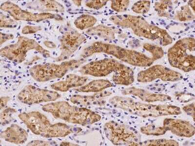 Immunohistochemistry-Paraffin: ASPA Antibody [NBP2-97185]