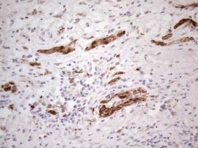 Immunohistochemistry: ASPA Antibody (OTI3G5) - Azide and BSA Free [NBP2-70216]