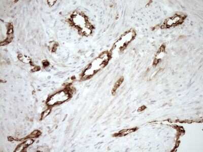 Immunohistochemistry: ASPDH Antibody (OTI4G8) [NBP2-46550]